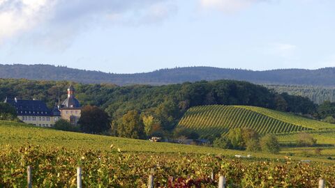 Im Vordergrund sieht man grüne Weinberge. Im Hintergrund ist ein dunkelgrüner Wald unter einem hellblauen Himmel zu sehen. Links im Bild sieht man Schloss Vollrads im Rheingau mit einem Turm in ockergelb.